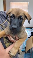 German Shepherd Puppies for sale in Dunnellon, FL 34433, USA. price: NA