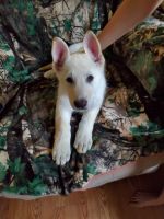 German Shepherd Puppies for sale in Lynn, MI 48097, USA. price: NA
