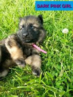 German Shepherd Puppies for sale in Carlisle, KY 40311, USA. price: NA