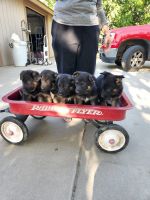 German Shepherd Puppies for sale in Fowler, CA 93625, USA. price: NA
