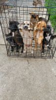 German Shepherd Puppies for sale in Detroit, MI, USA. price: NA