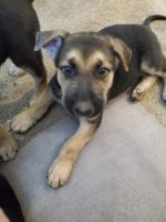 German Shepherd Puppies for sale in Holtsville, NY, USA. price: NA
