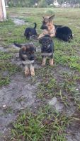German Shepherd Puppies for sale in Myakka City, FL, USA. price: NA