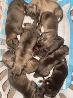 German Shepherd Puppies for sale in Cleveland, OH, USA. price: NA