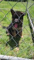 German Shepherd Puppies for sale in Aromas, CA 95004, USA. price: NA