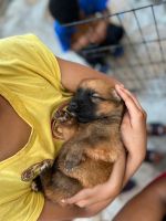German Shepherd Puppies for sale in Sunrise, FL, USA. price: NA