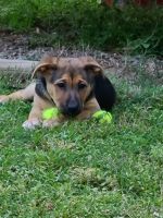 German Shepherd Puppies for sale in Charlotte, NC, USA. price: NA