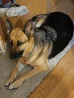 German Shepherd Puppies for sale in Milwaukee, WI, USA. price: NA