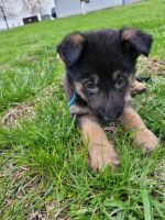 German Shepherd Puppies for sale in Defiance, OH 43512, USA. price: NA