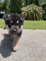 German Shepherd Puppies for sale in Flagler County, FL, USA. price: NA