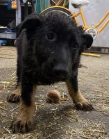 German Shepherd Puppies for sale in Bondurant, IA 50035, USA. price: NA