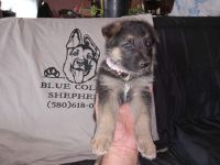German Shepherd Puppies for sale in Sulphur, OK 73086, USA. price: NA