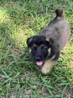 German Shepherd Puppies for sale in Plant City, FL, USA. price: NA
