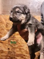 German Shepherd Puppies for sale in Elizabeth, CO 80107, USA. price: NA