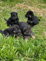 German Shepherd Puppies for sale in London, KY, USA. price: NA