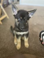 German Shepherd Puppies for sale in Galveston, TX, USA. price: NA