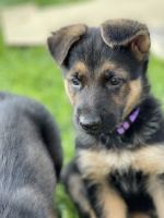 German Shepherd Puppies for sale in Columbia, MO 65201, USA. price: NA
