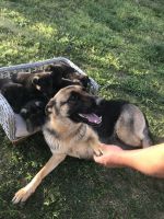 German Shepherd Puppies for sale in Stokesdale, NC, USA. price: NA