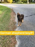 German Shepherd Puppies for sale in Niceville, FL, USA. price: NA