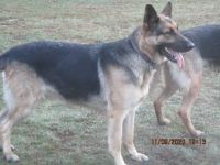German Shepherd Puppies for sale in Phillipston, MA 01331, USA. price: NA