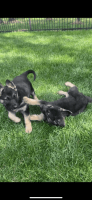 German Shepherd Puppies for sale in Tulsa, OK, USA. price: NA