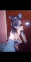 German Shepherd Puppies for sale in West Alexandria, OH 45381, USA. price: NA