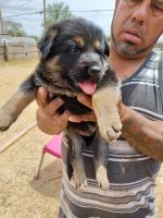 German Shepherd Puppies for sale in Lubbock, TX 79415, USA. price: NA