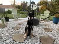 German Shepherd Puppies for sale in Deltona, FL, USA. price: NA