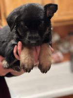 German Shepherd Puppies for sale in Reno, NV, USA. price: NA