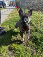 German Shepherd Puppies for sale in Cliffside Park, NJ 07010, USA. price: NA
