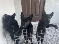 German Shepherd Puppies for sale in Naples, FL, USA. price: NA