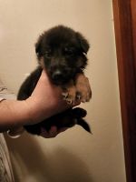 German Shepherd Puppies for sale in Randle, WA 98377, USA. price: NA