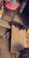 German Shepherd Puppies for sale in Tulsa, OK, USA. price: NA