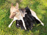 German Shepherd Puppies for sale in Maynardville, TN 37807, USA. price: NA