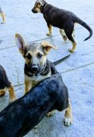 German Shepherd Puppies for sale in Red Bluff, CA 96080, USA. price: NA