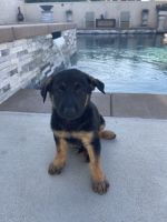 German Shepherd Puppies for sale in Downey, CA 90242, USA. price: NA