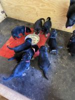 German Shepherd Puppies for sale in Midland, TX, USA. price: NA