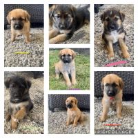 German Shepherd Puppies for sale in Norco, CA, USA. price: NA