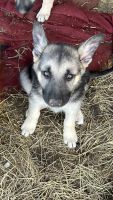 German Shepherd Puppies for sale in Kittanning, PA 16201, USA. price: NA