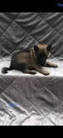 German Shepherd Puppies for sale in McCreary County, KY, USA. price: NA