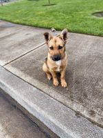 German Shepherd Puppies for sale in Keizer, OR 97303, USA. price: NA