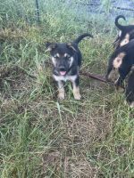 German Shepherd Puppies for sale in Elgin, TX 78621, USA. price: NA