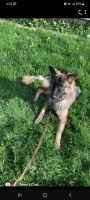 German Shepherd Puppies for sale in Lancaster, OH 43130, USA. price: NA