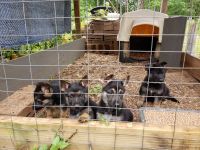 German Shepherd Puppies for sale in Chesnee, SC 29323, USA. price: NA