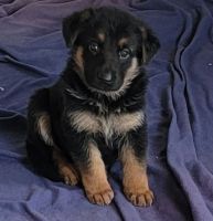 German Shepherd Puppies for sale in Big Rapids, MI 49307, USA. price: NA