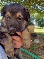 German Shepherd Puppies for sale in Biloxi, MS, USA. price: NA