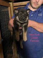 German Shepherd Puppies for sale in Clarendon, NC 28463, USA. price: NA