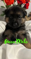 German Shepherd Puppies for sale in Southeast Houston, Houston, TX, USA. price: NA