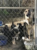 German Shepherd Puppies for sale in Sanford, NC, USA. price: NA