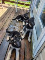 German Shepherd Puppies for sale in Ozark, MO, USA. price: NA